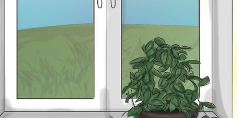 Fazendo uma planta hoya florescer