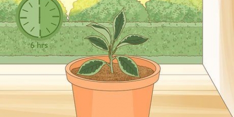 Cuidando de uma planta hoya