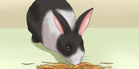 Alimentando um coelho doméstico