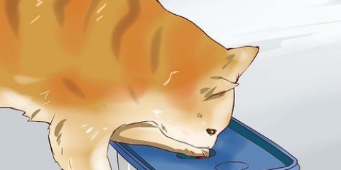 Colocar um gatinho hiperativo para dormir