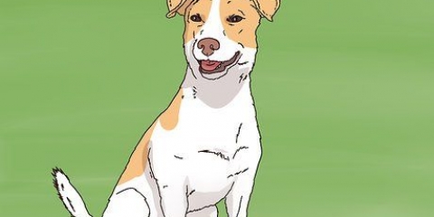 Escolhendo um filhote de jack russell