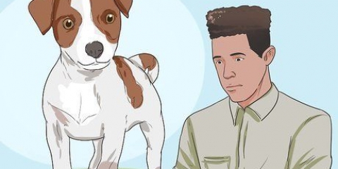 Mantendo um jack russell terrier feliz