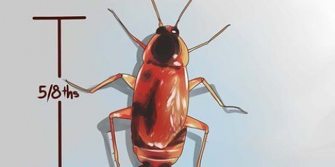 Reconhecendo uma barata