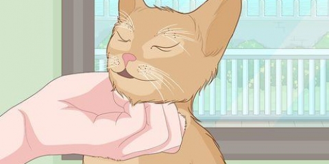 Acariciando um gato