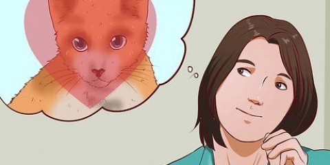 Ter um gato como animal de estimação