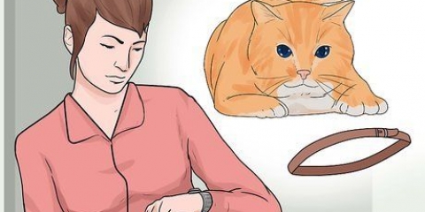 Coloque uma coleira em um gato