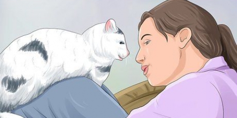 Impeça um gato de te acordar