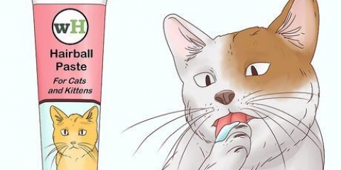Ajudando um gato a tossir uma bola de pelo