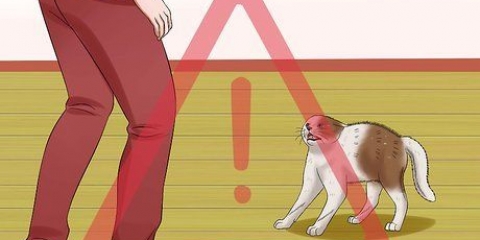 Acalmar um gato
