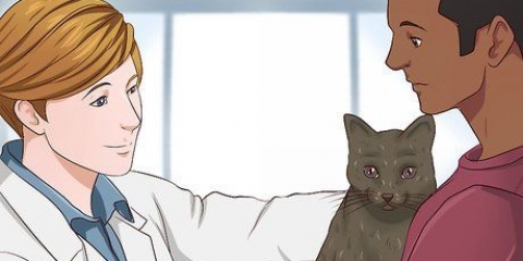 Dando sedativos a um gato