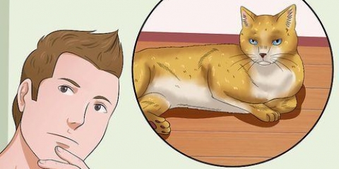 Abraçando um gato