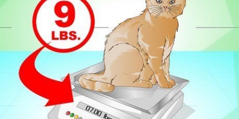 Faça um gato chegar