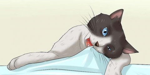 Como fazer um gato parar de mastigar