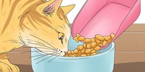 Faça um gato parar de miar