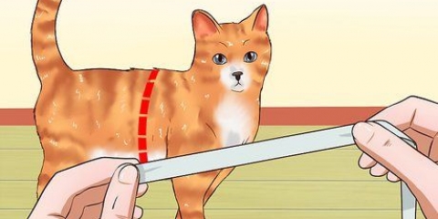 Ensinando um gato a andar na coleira
