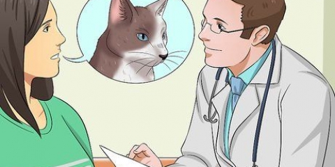 Medicando um gato