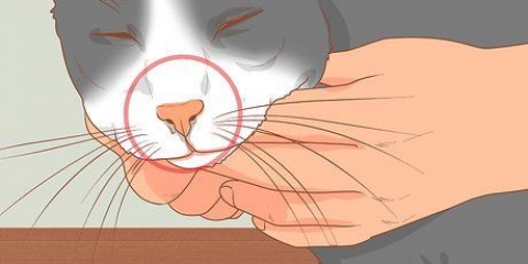 Tratar um gato com nariz entupido