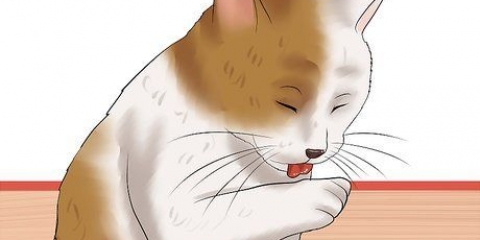 Verificando um gato para pulgas