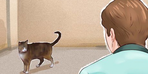 Domar um gato
