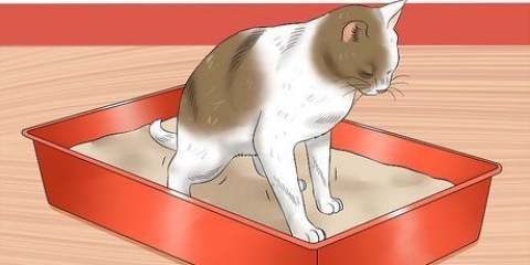 Dando um gato um enema em casa
