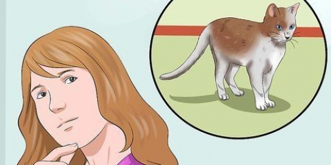 Treinando um gato para estar seguro ao ar livre e ser um bom caçador de ratos