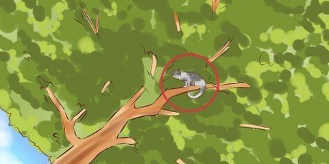 Tirando um gato de uma árvore
