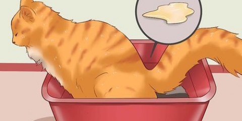 Como curar um gato de prisão de ventre