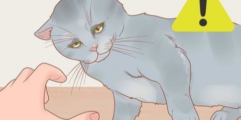 Segurando um gato