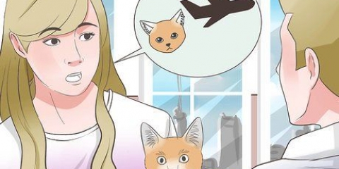 Transportar um gato de avião