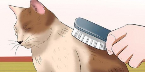 Cuidar de um gato