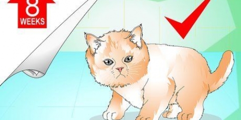 Banhando um gatinho