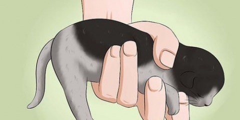 Fazer cocô de gatinho