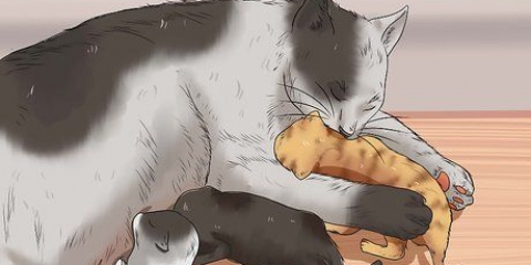 Criando um gatinho