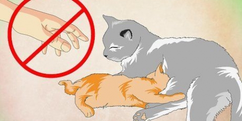 Fazendo um gatinho amar água