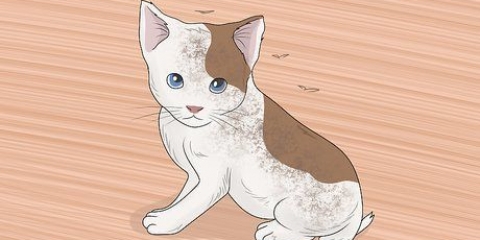 Lavando um gatinho