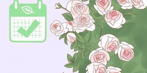 Plante uma rosa trepadeira