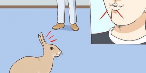 Acariciando um coelho
