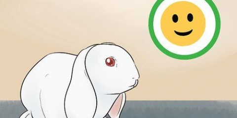 Manter um coelho e um gato como animais de estimação