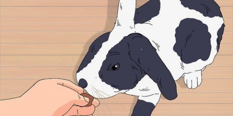 Treinando um coelho