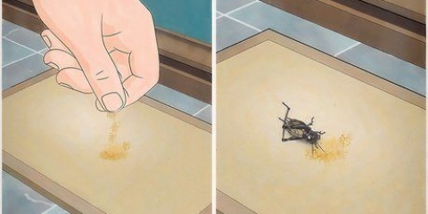 Mate um grilo solto em sua casa