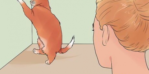 Acalmar um gato no cio