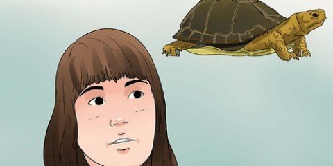 Cuidando de uma tartaruga