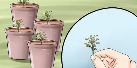 Compartilhando uma planta de lavanda