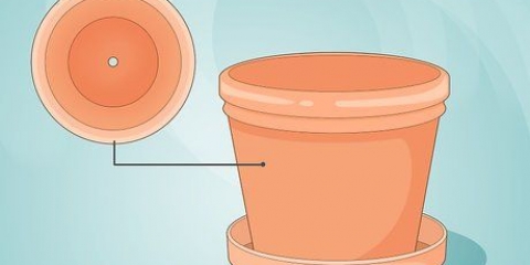 Cuidando de uma planta de batom
