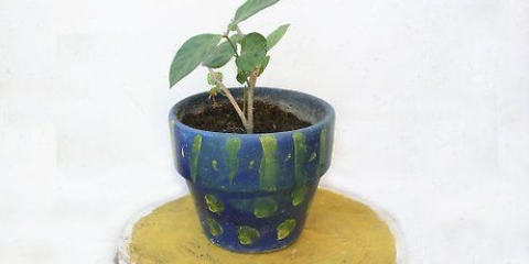 Usando um pavio para regar uma planta