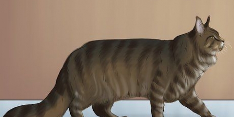 Identificando um maine coon