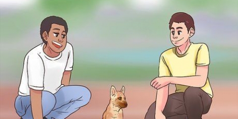 Treinando um malinois