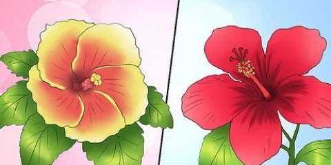 Winterizing um hibisco perene
