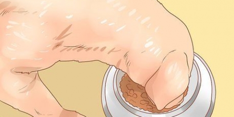 Alimentando uma cadela