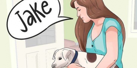 Invente um nome para o seu cachorro ou cachorro